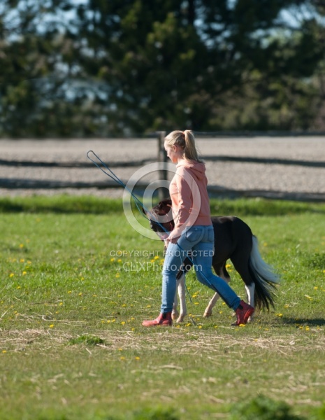 Working With a Miniature Horse