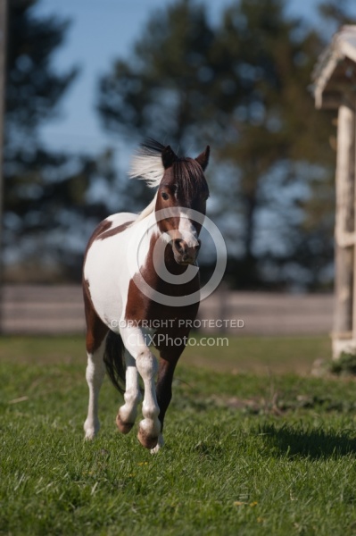 Miniature Horse Free Running
