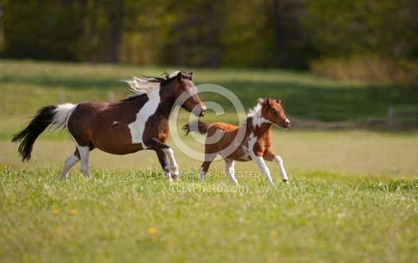 Miniature Horse Mare and Foal Free Running