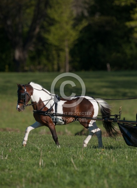 Miniature Horse Driving