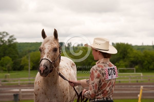 Appaloosa Showing Haslter