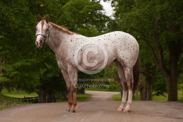 Appaloosa Conformation