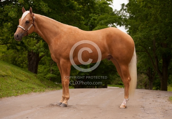 Appaloosa Conformation