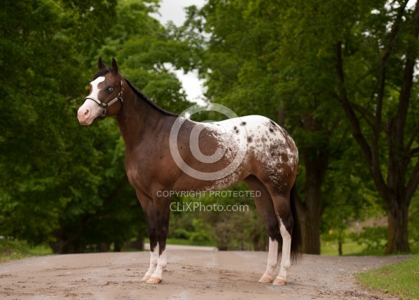 Appaloosa Conformation