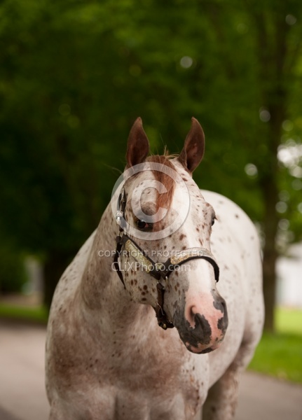 Appaloosa Portrait