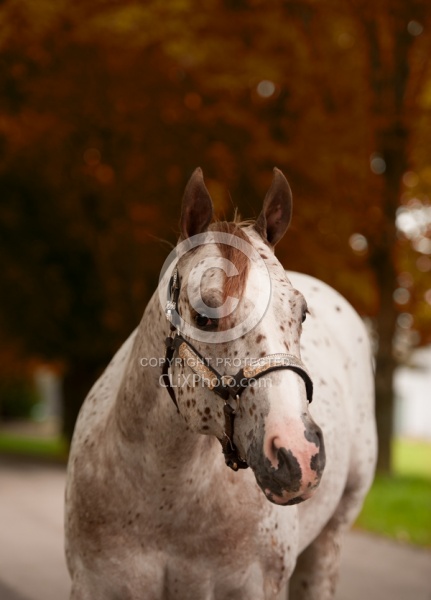 Appaloosa Portrait