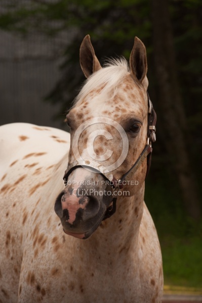 Appaloosa Portrait