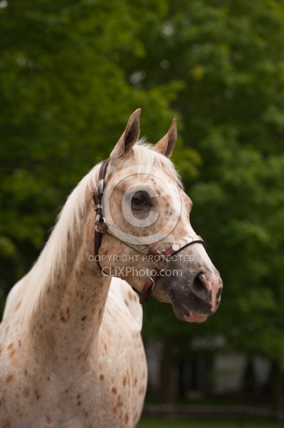 Appaloosa Portrait