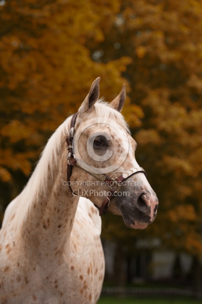 Appaloosa Portrait