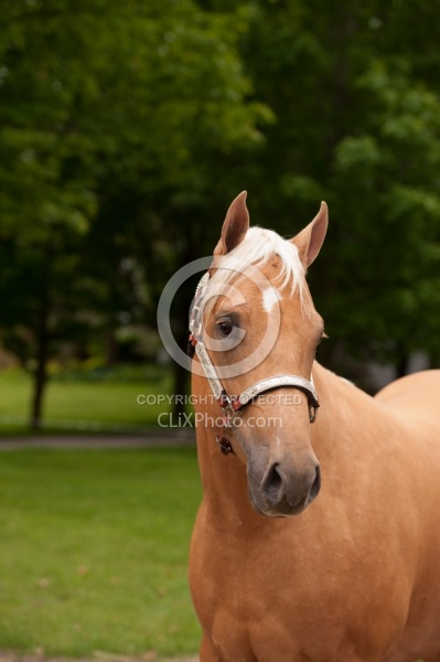 Appaloosa Portrait