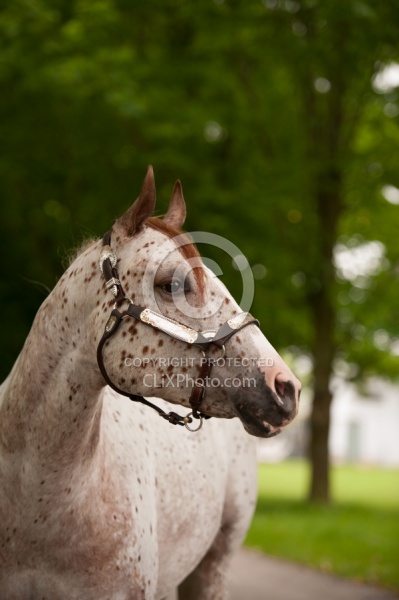 Appaloosa Portrait
