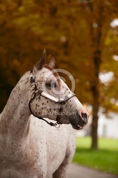 Appaloosa Portriat