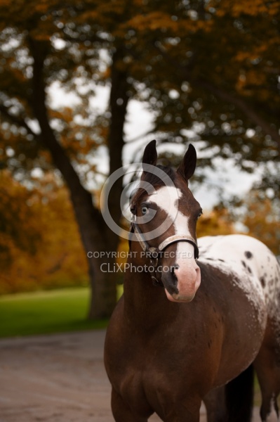 Appaloosa Portrait