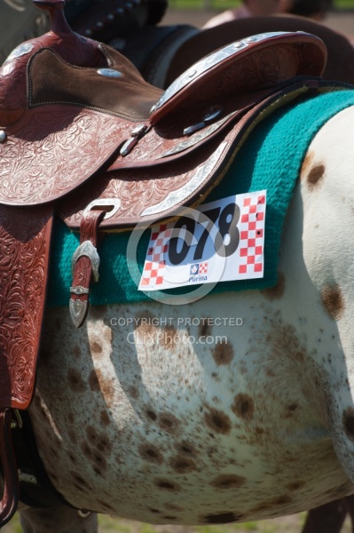 Appaloosa Showing