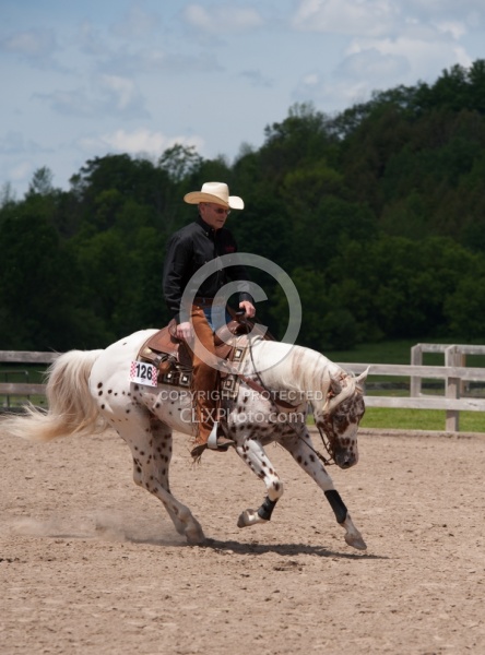 Appaloosa Reining