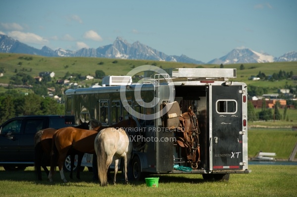 Horses at Trailer at Show