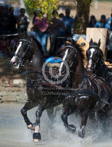  Driving Marathon WEG 2010