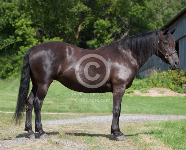 Canadian Conformation