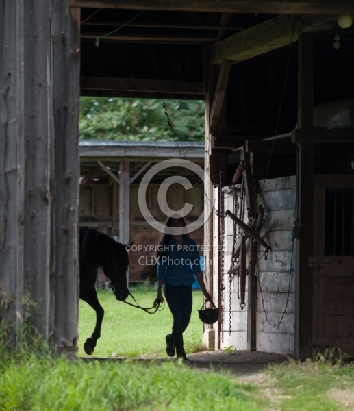 Leading Tacked Canadian