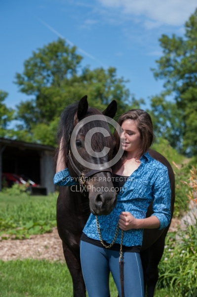 Canadian Horse with Young Girl
