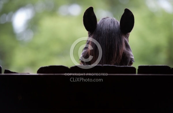 Canadian Peering Over Door