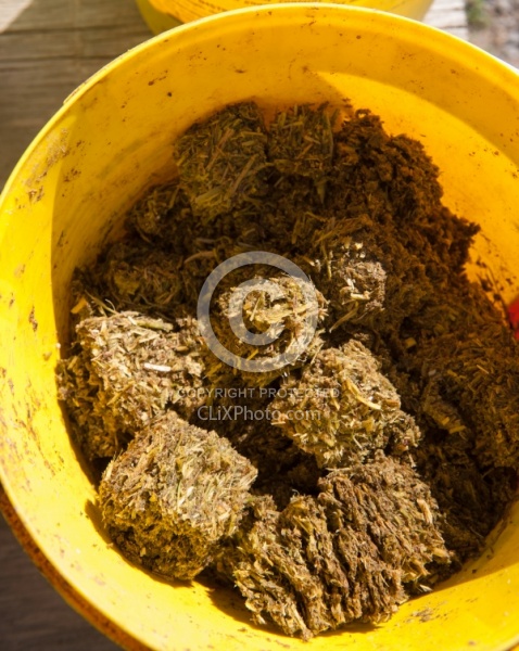 Senior Horse Feed - Soaked Alfalfa Hay Cubes