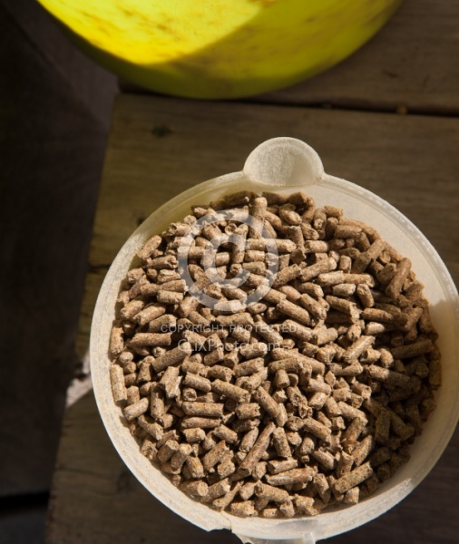 Senior Horse Feed - Merit Senior Pellets