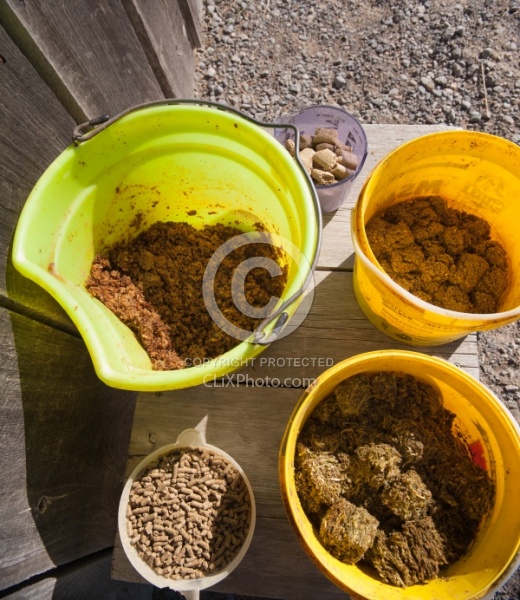 Senior Feed, Beet Pulp, Senior Cubes, Senior Pellets and Soaked Hay Cubes