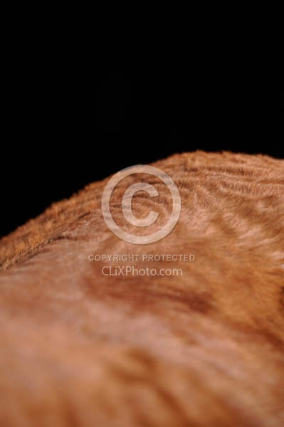 Older Horse Cushing's