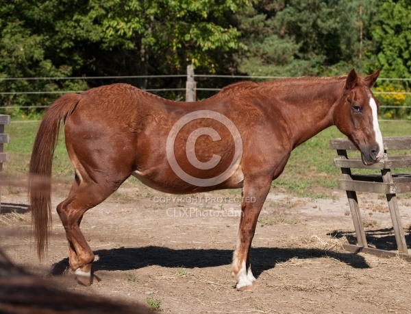 Older Horse Cushing's