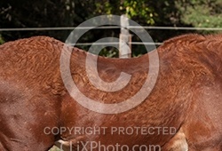 Older Horse Cushing's