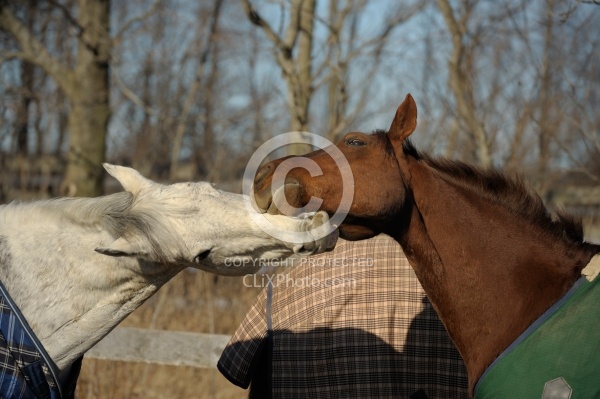 Biting Other Horses