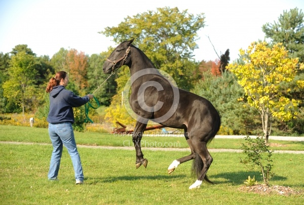 Misbehaving on Ground