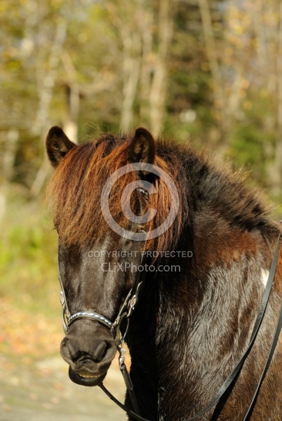 Icelandic Portrait at the Vermont Icelandic Horse Farm  Icelandic Portrait