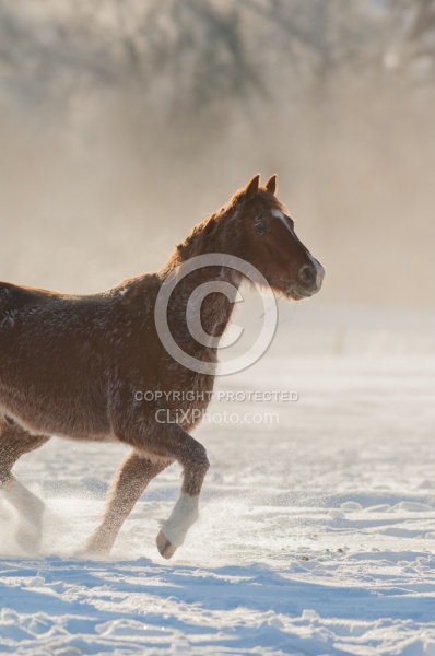 Mustang Free Running Winter