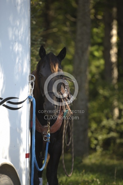  Horse Tied to Trailer with new clip