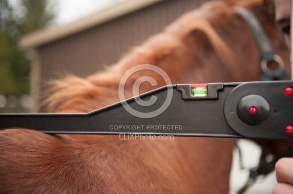 Measuring Height of a Pony