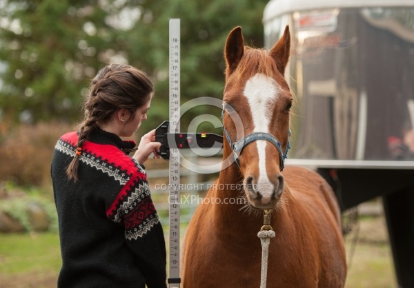 Measuring Height of a Pony