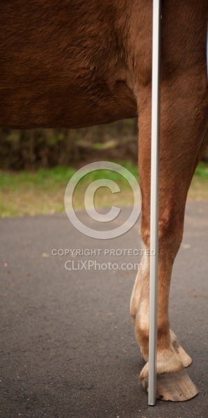 Measuring Height of a Pony
