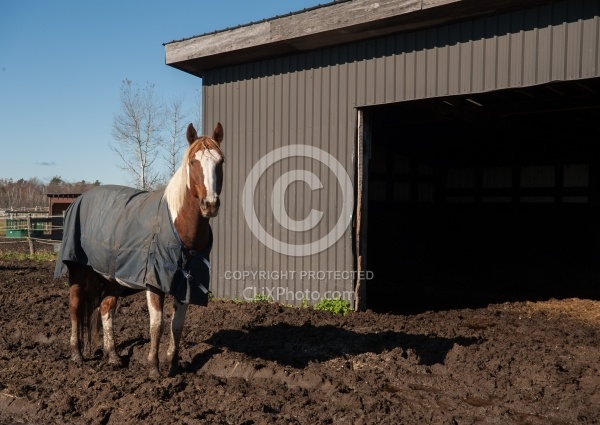 Muddy Paddock