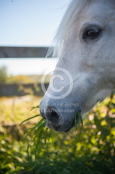 Home Grazing in Lush Pasture