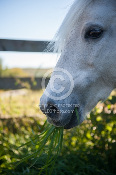 Home Grazing in Lush Pasture