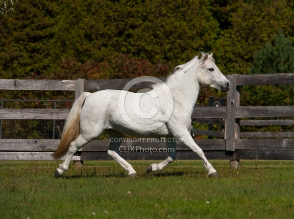 Pony Free Running Horizontal