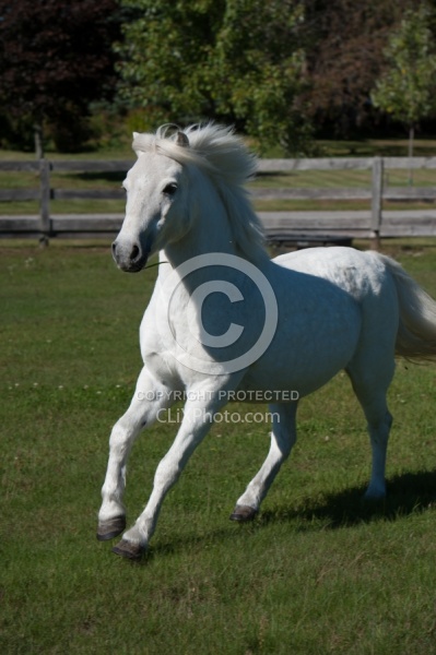 Home Pony Free Running Vertical