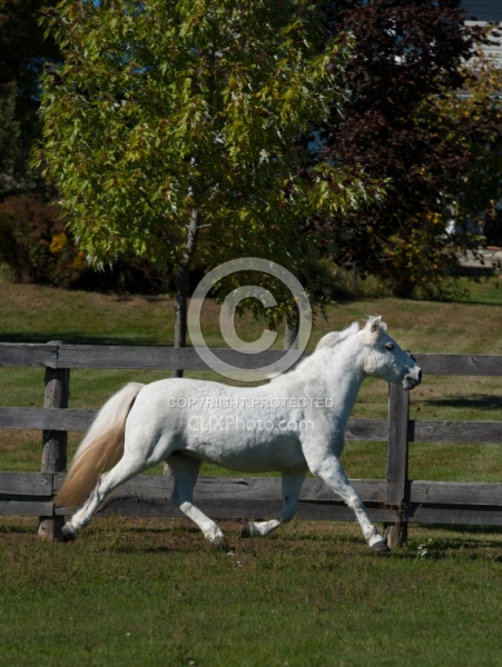 Home Pony Free Running Vertical