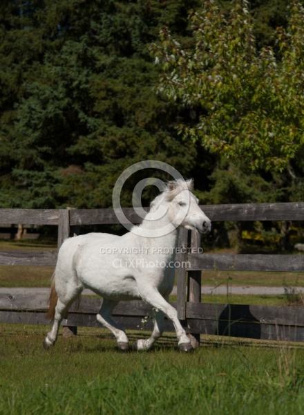 Home Pony Free Running Vertical