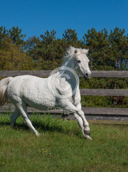 Home Pony Free Running Vertical
