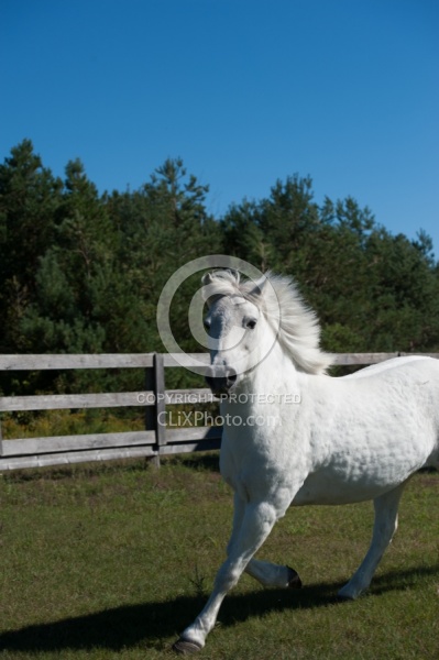 Home Pony Free Running Vertical