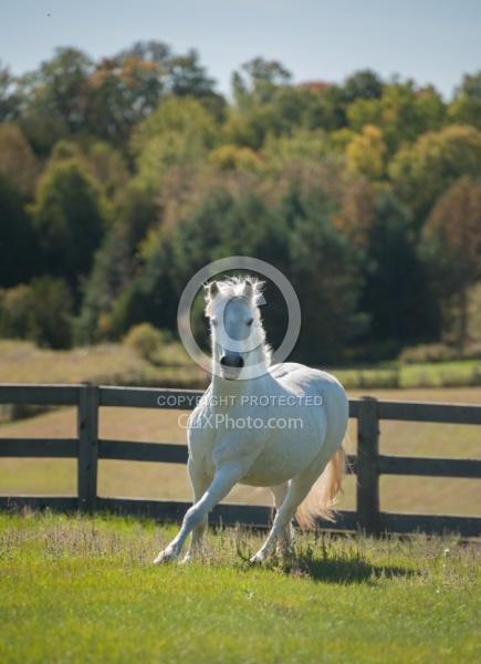 Home Pony Free Running Vertical