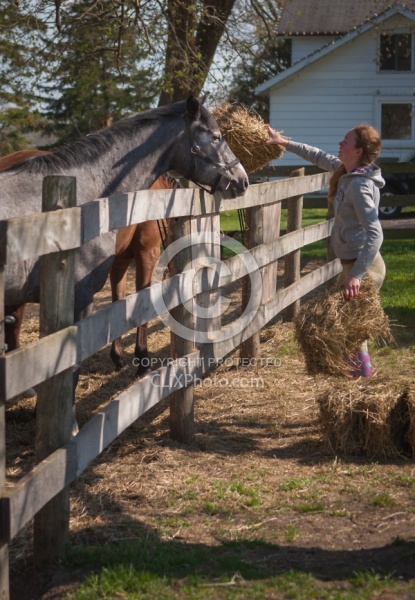 Feeding Hay